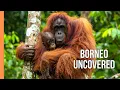 Borneo’s Hidden Rainforest Secrets – Incredible Wildlife \u0026 Untouched Nature | Full Documentary