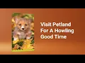 Fall Into Puppy Love At Petland Lewis Center