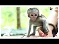 Download Lagu The Bravest, Cutest Baby Monkey In The World | The Dodo Comeback Kids