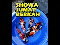 Download Lagu MAU SHOWA GINRIN BAGUS BESAR ??? | 20-06-2025 | Dua Putri Koi