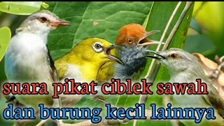 suara pikat untuk semua jenis burung kecil ciblek sawah kombinasi kutilang ribut