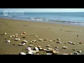 Relaxing music beach and seashore sound | Musik relaksasi suara ombak pantai