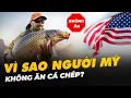 Download Lagu VÌ SAO NGƯỜI MỸ KHÔNG ĂN CÁ CHÉP?