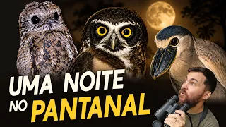 PROCURANDO AVES NOTURNAS no PANTANAL | Uma noite em uma fazenda