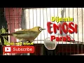 Download Lagu Semua pleci pasti akan EMOSI PARAH dengan suara pancingan Tanda bahaya