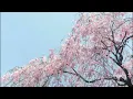 【New】サザンオールスターズ『桜、ひらり』フルコーラス【オルゴールアレンジ】快眠・リラックス