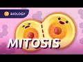 Mitosis the Cell Cycle How Cells Clone Themselves Crash Course Biology