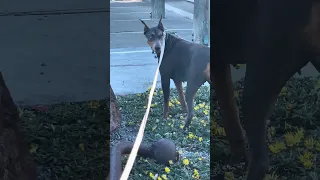 #Fyp #dream #doberman #pets #youtube