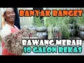 Lagu Ternyata Banyak Banget Hasilnya / Panen Bawang Merah 10 Galon Bekas