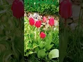 Download Lagu Sergey Grischuk .My Dream .Red Tulips. Червоні Тюльпани.