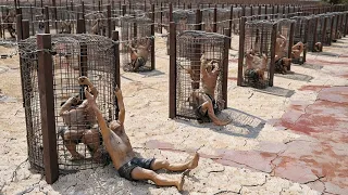 worlds most strictest jail even genius prison cant escape movie film explained in hindi urdu