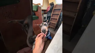 #fyp #dream #doberman #pets #youtube
