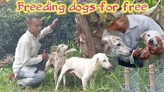 breeding dogs for free domestic dogs