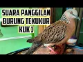 Download Lagu Suara Panggilan Burung Tekukur Kuk 1, Cocok Untuk Pancingan Dirumah dan Dilokasi...