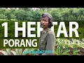 Download Lagu Perhitungan Tanam Porang untuk 1 hektar