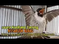 Download Lagu Suara Burung Kutilang Gacor ASLI Tanpa isian, Ampuh untuk Pikat Kutilang bikin kutilang Ribut gacor