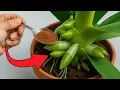 Download Lagu Plaats 1 lepel onder de orchidee! Hij zal plotseling 100 takken vormen en het hele jaar door bloeien
