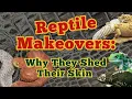 Why Do Reptiles Shed Their Skin