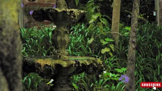 فيروزيات دمشق فيروز الصباح في الشام مع القهوة Fairoz Syria Damascus Demashq Al Sham فيروز Nature  فيروزيات دمشق فيروز الصباح في الشام مع القهوة Fairoz Syria Damascus Demashq Al Sham فيروز Nature