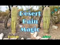 Incredible Saguaro Cactus Transformation After Rain From Dry to Alive