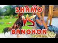 Lagu Jangan Sampai Salah‼️Ini 6 Perbedaan Ayam Shamo Dengan Ayam Bangkok Yang Wajib Diketahui