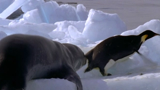 Download Leopard Seal Kills Emperor Penguin | Blue Planet | BBC Earth MP3