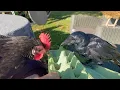 Download Lagu Kobus the chickenfriend part two