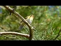 Download Lagu Mendip Hills - Tree Pipit, Red Kite \u0026 more