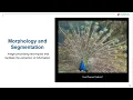 Computer Vision Part 2 Morphology Segmentation 2022