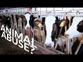 the TRUTH about AMERICA S DAIRY COWS The Hoof GP