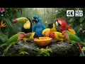 Lagu JOYFUL BIRDS EATING IN NATURE | NATURE'S MOST EXQUISITE BIRDS FOR ULTIMATE RELAXATION | CALM TIME