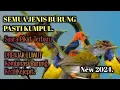 Download Lagu SUARA PIKAT SUPER LENGKET SEMUA JENIS BURUNG  !! Prenjak Lumut Kombinasi Burung Kecil Kejepit.
