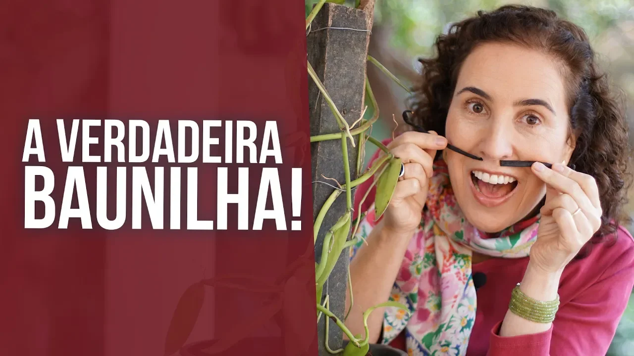 A ORQUÍDEA BAUNILHA DICAS DE CULTIVO NÔ FIGUEIREDO