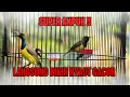 Download Lagu 5 DETIK JADI GACOR PANCINGAN SOGON GACOR NYRECET NEMBAK NEMBAK BIKIN LAWAN EMOSI DAN NYAUT