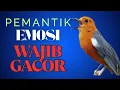 Download Lagu Anis Merah Official 26 | Banyak yang LANGSUNG BUNYI mendengar pancingan Anis Merah ini buktikan dala