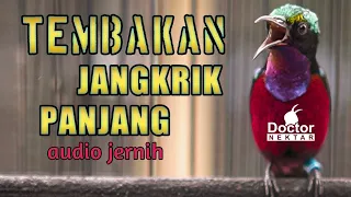 tembakan jangkrik panjang untuk pancingan suara konin gacor audio jernih