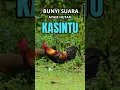 Lagu Bunyi Suara AYAM HUTAN KASINTU @profesorkicau #profesorkicau #short