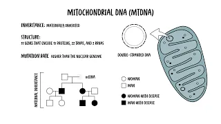 The Mitochondria