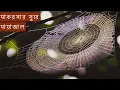 Download Lagu মাকড়সার জালে সুরের মায়াজাল ।বাংলা। makorshar jal  #factbangla #Factbangla #makorsha jal #abishkar