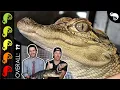 American Alligator The Best Pet Crocodilian