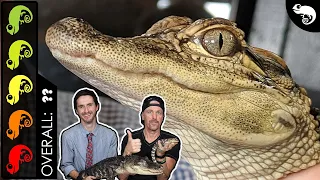 American Alligator The Best Pet Crocodilian