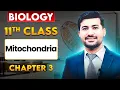 Mitochondria Structure Function Class 11 Biology - Ch 3 2025
