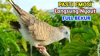 suara burung perkutut pikat paling ampuh untuk pancingan emosi supaya bunyi