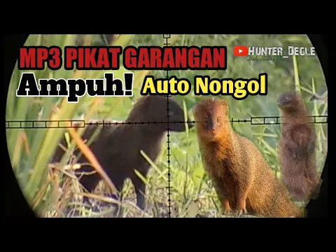 Download MP3 SUARA PIKAT GARANGAN PALING AMPUH | MP3 GARANGAN JERNIH DURASI PANJANG 1 JAM NON STOP | AUTO NONGOL