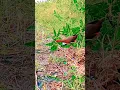 Download Lagu pikat burung sintar merah