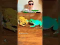 Download Lagu Top 5 Frog Moments That Had Us Rolling!🤣