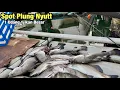Download Lagu Tak Di Sangka.!!Mancing Ikan Kakap Putih Di Belakang Rumah Bisa Dapat Sebanyak Ini 