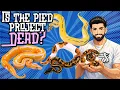 Is the Piebald Project DEAD The Truth About Piebald Ball Pythons