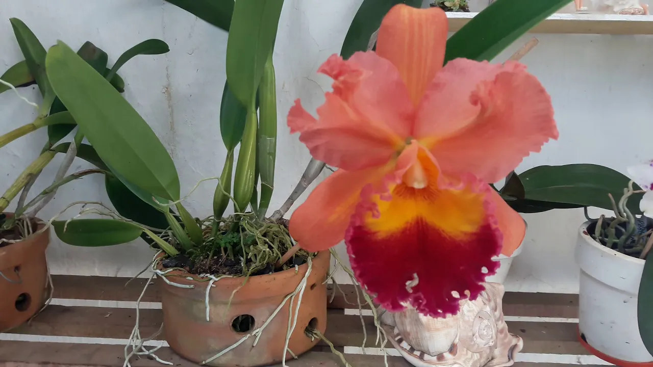 ADUBAÇÃO CORRETA PARA O CULTIVO DE ORQUÍDEA NO CARVÃO