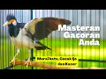 Download Lagu Jalak Suren Gacor Full Isian Efekti Dijadikan Masteran Burung Ocehan Kacer, Cucak Ijo dan Murai Batu